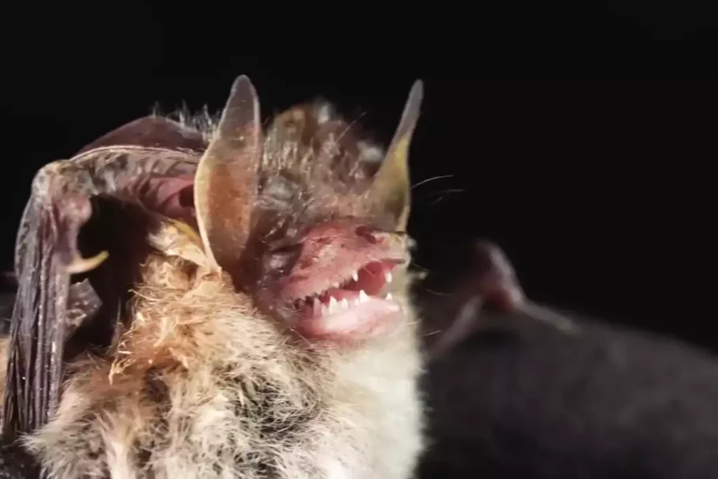 invasion chauve souris grenier