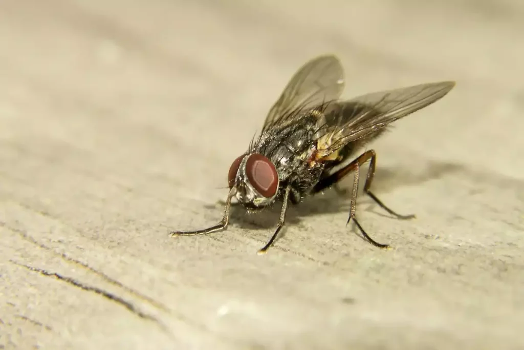 invasion mouches grenier