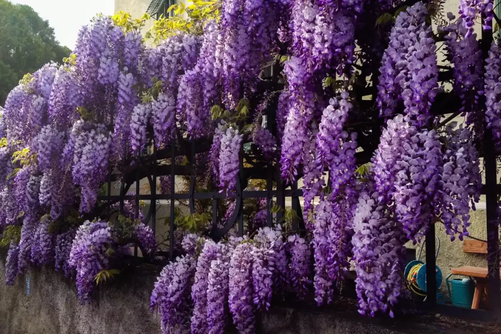 lilas des indes ne fleurit pas