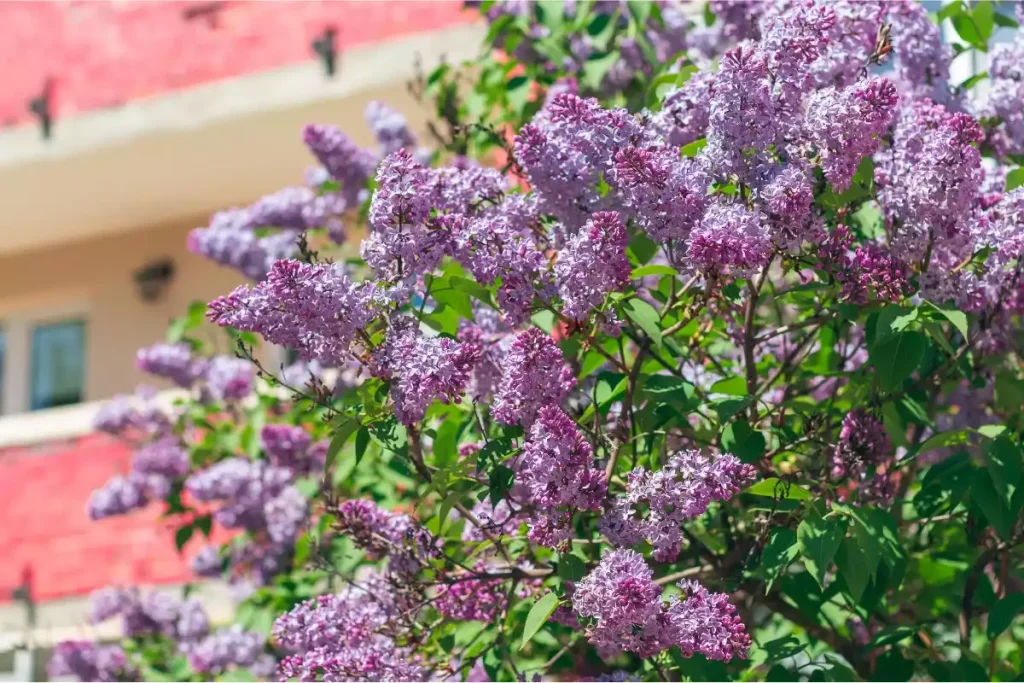 lilas des indes sans fleurs