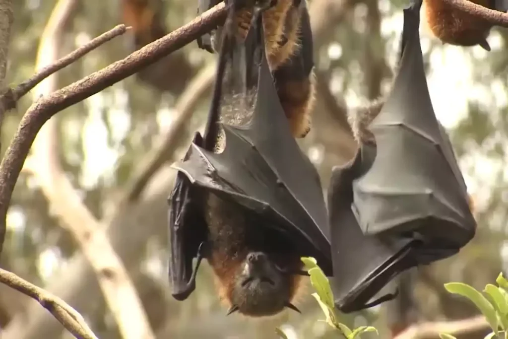 odeur chauve souris grenier