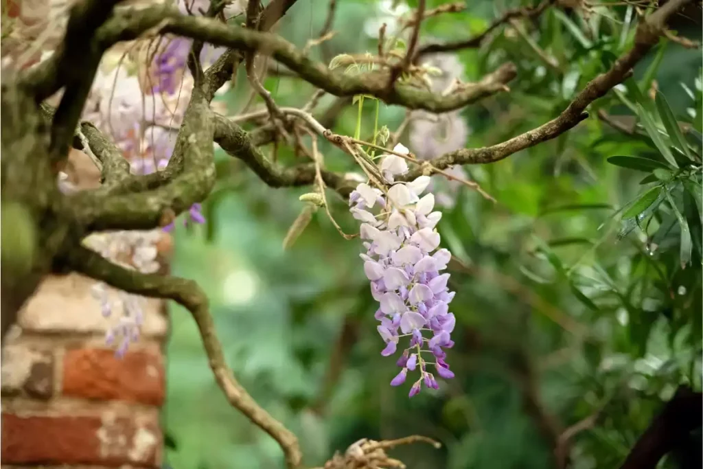 pourquoi lilas des indes ne fleurit pas