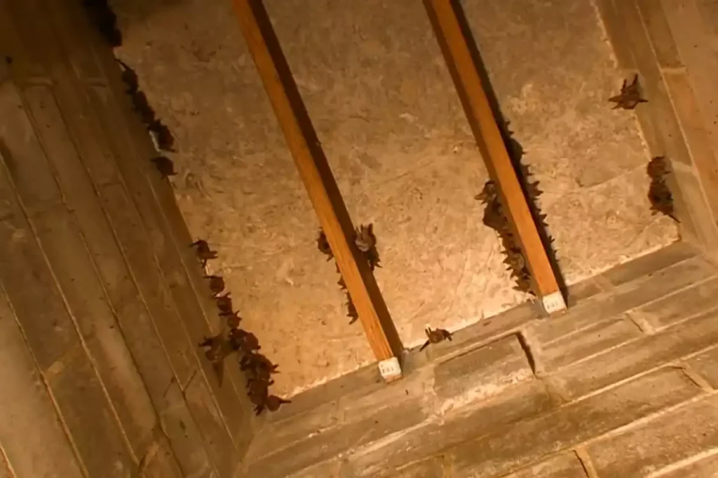 presence chauve souris grenier