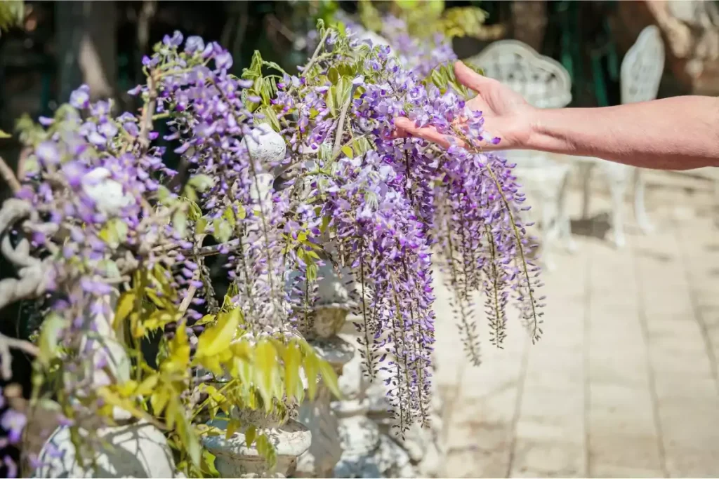 probleme floraison lilas des indes