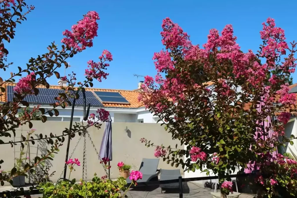 racines lilas des indes