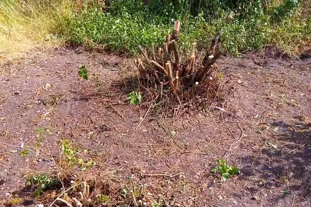 racines lilas des indes dangereuses