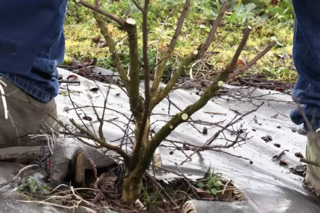 acines lilas des indes distance