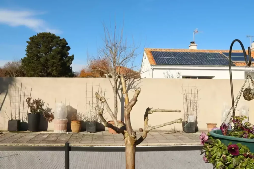 racines lilas des indes envahissantes