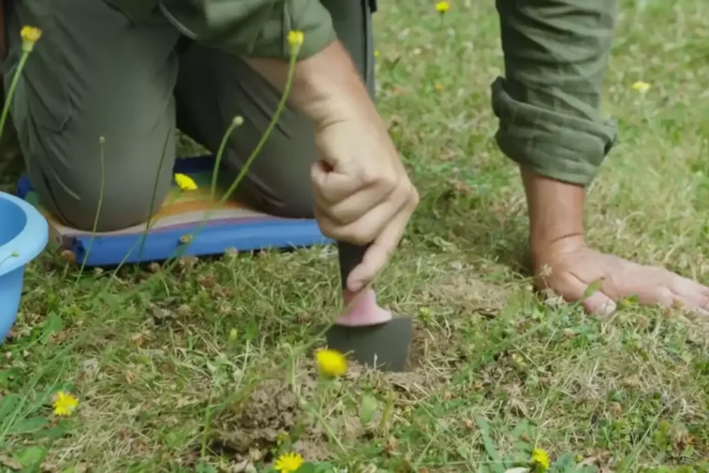 racines lilas des indes maison