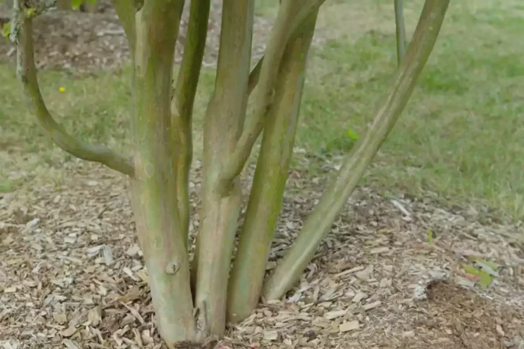 racines lilas des indes probleme