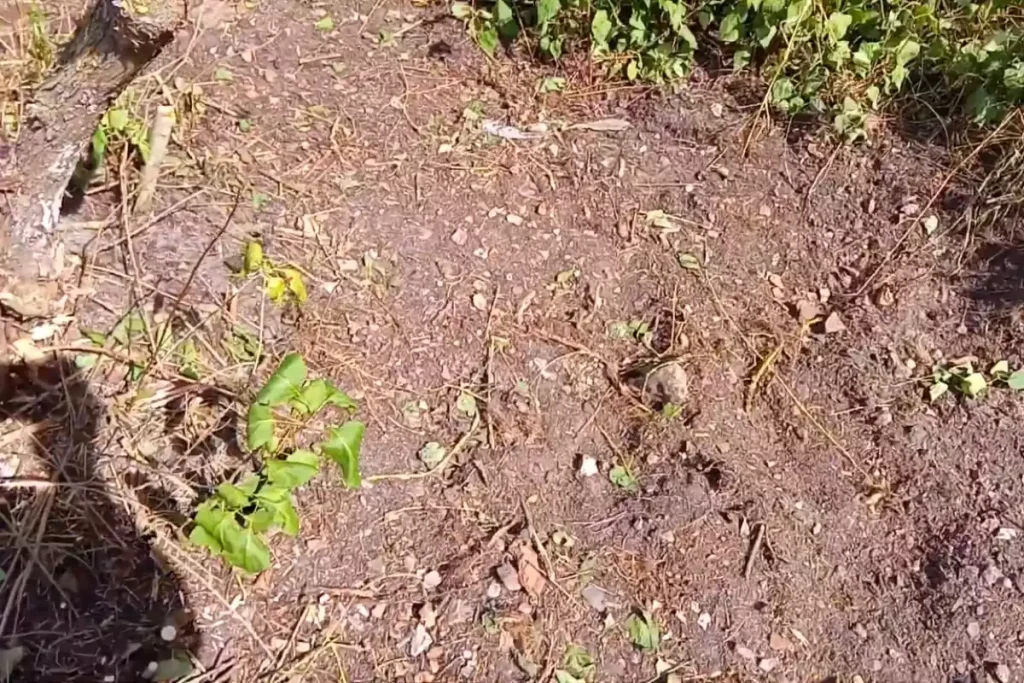 racines lilas des indes profondeur