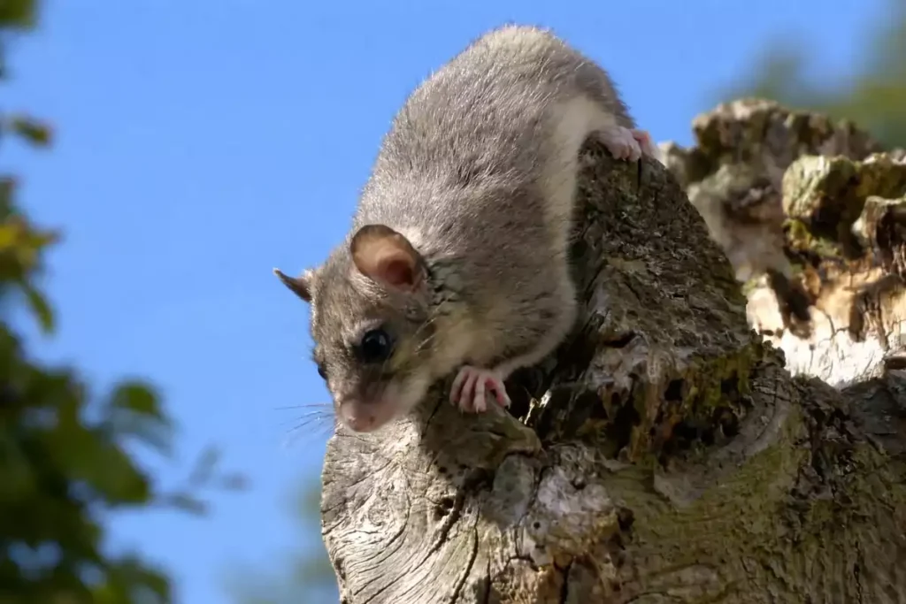 animaux grenier loir