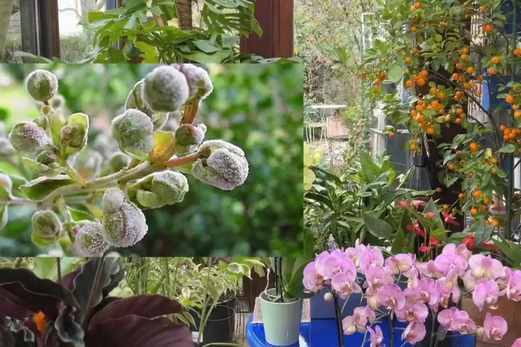 lilas des indes maladies