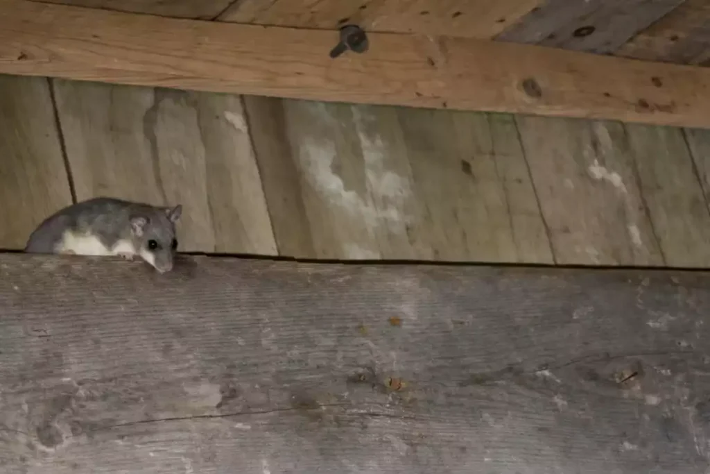 loir grenier animaux