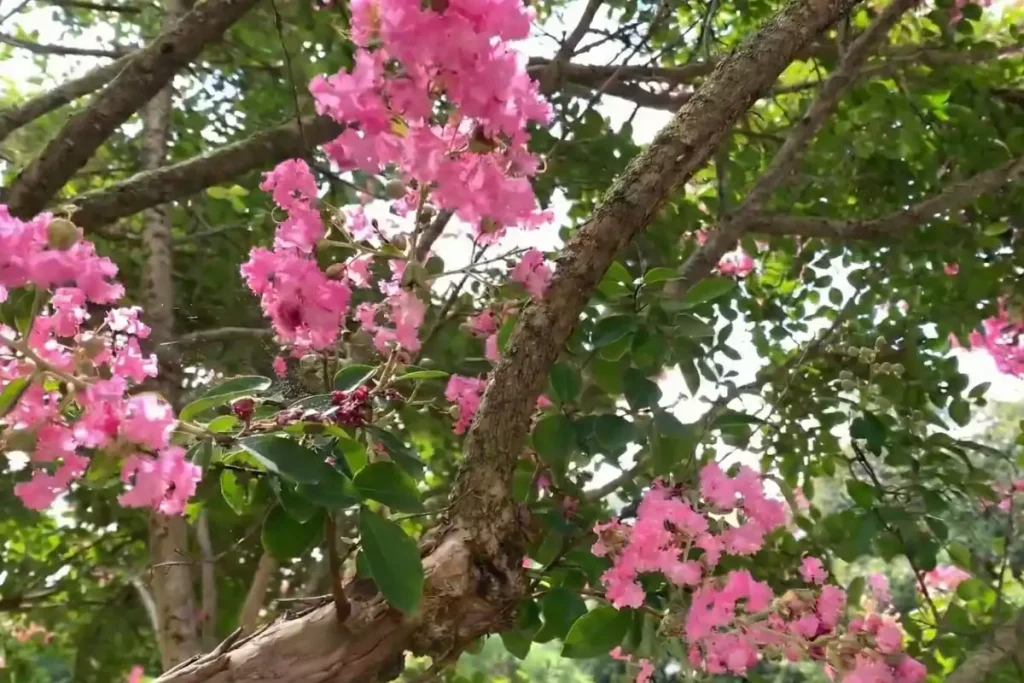 maladie du lilas des indes