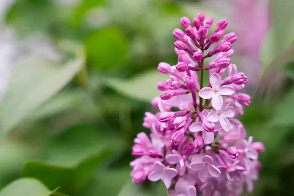 maladies du lilas des indes