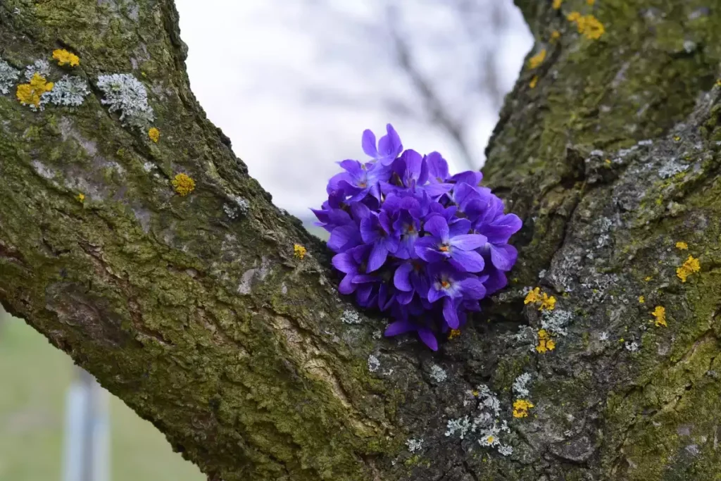 problemes du lilas des indes
