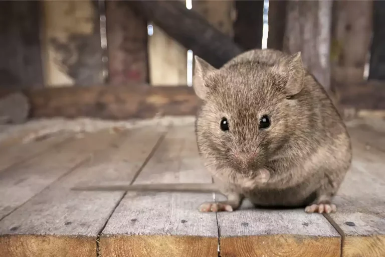 rat dans le grenier