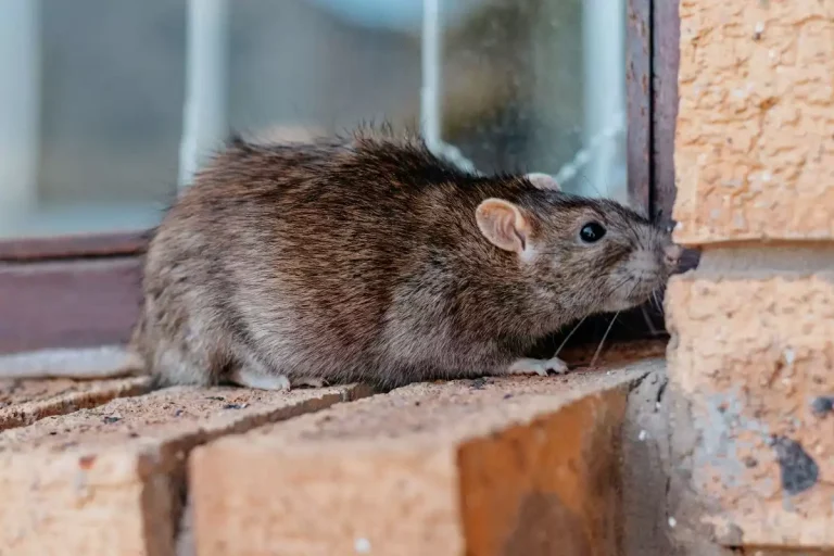 rat dans faux plafond inaccessible