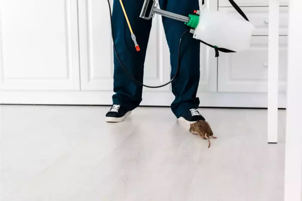 rat dans le faux plafond inaccessible