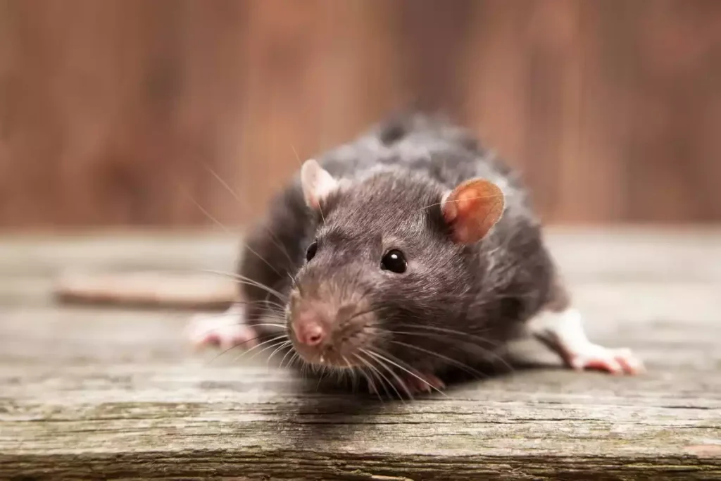 rat dans un faux plafond inaccessible