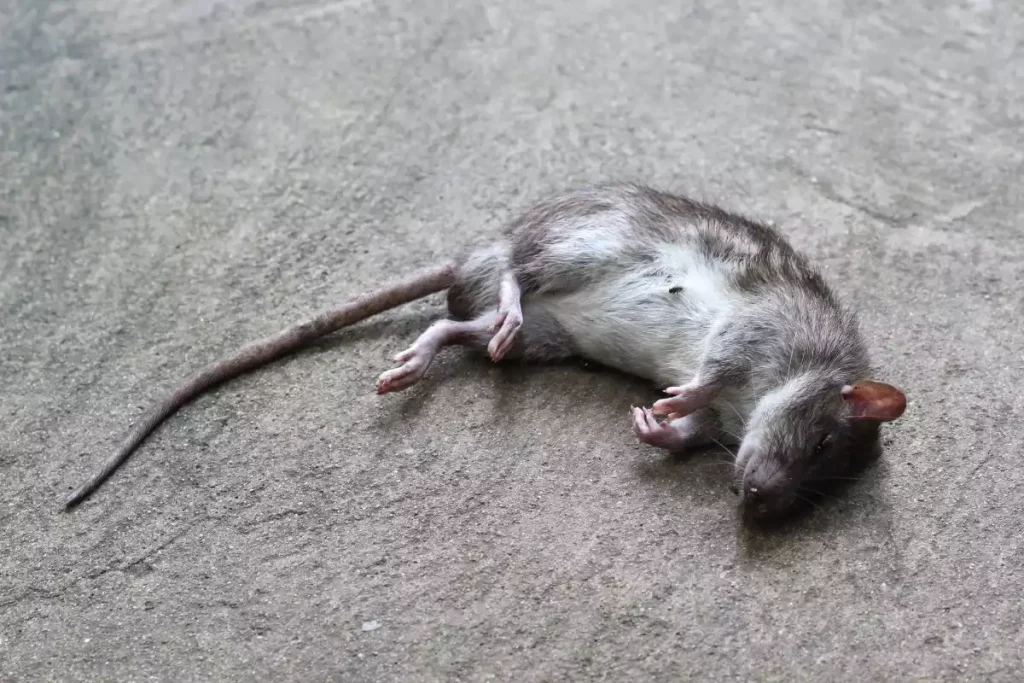rat niche dans faux plafond inaccessible