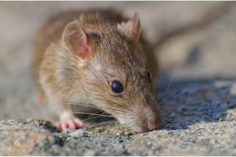 où se cache les souris la journée
