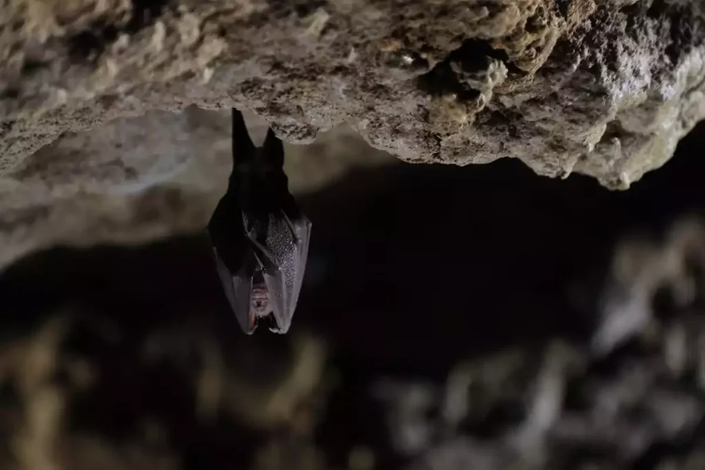 chauves souris dans la maison
