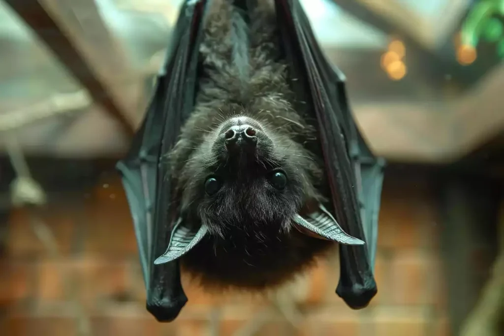 comment eloigner chauves souris maison