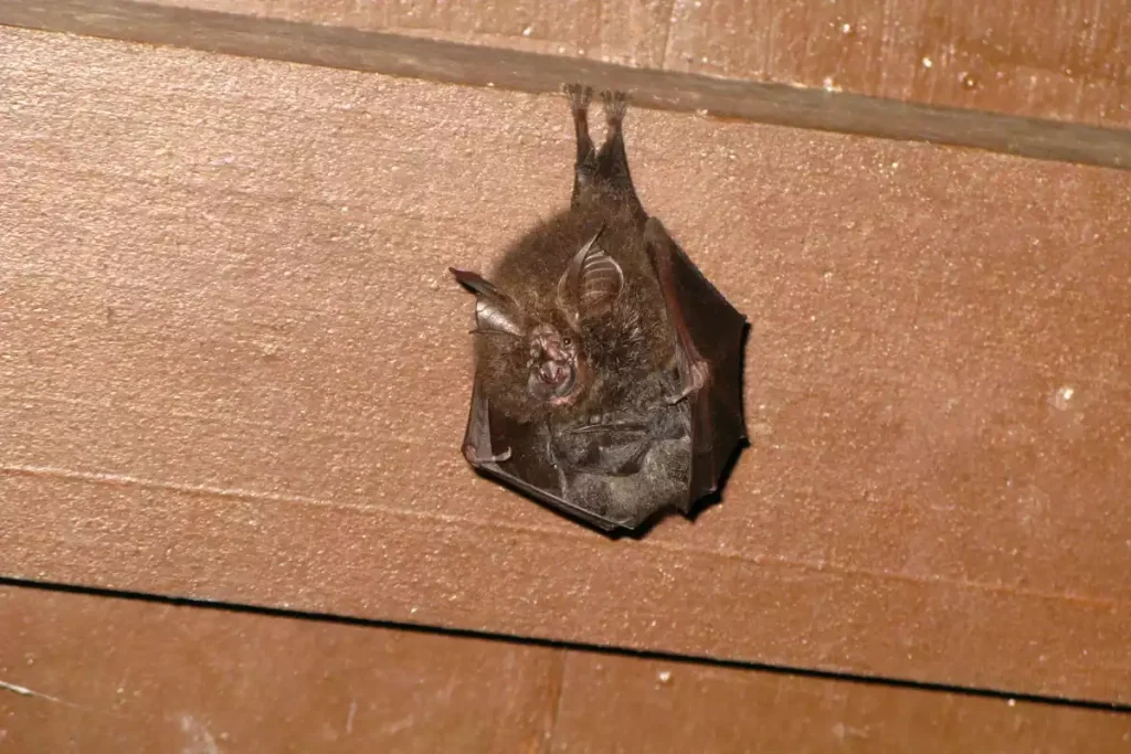 eloigner les chauves souris de la maison