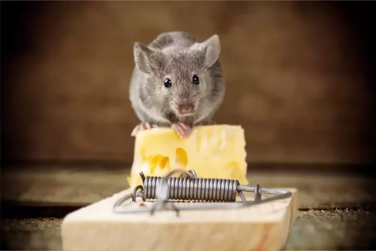 que mangent les souris dans les combles