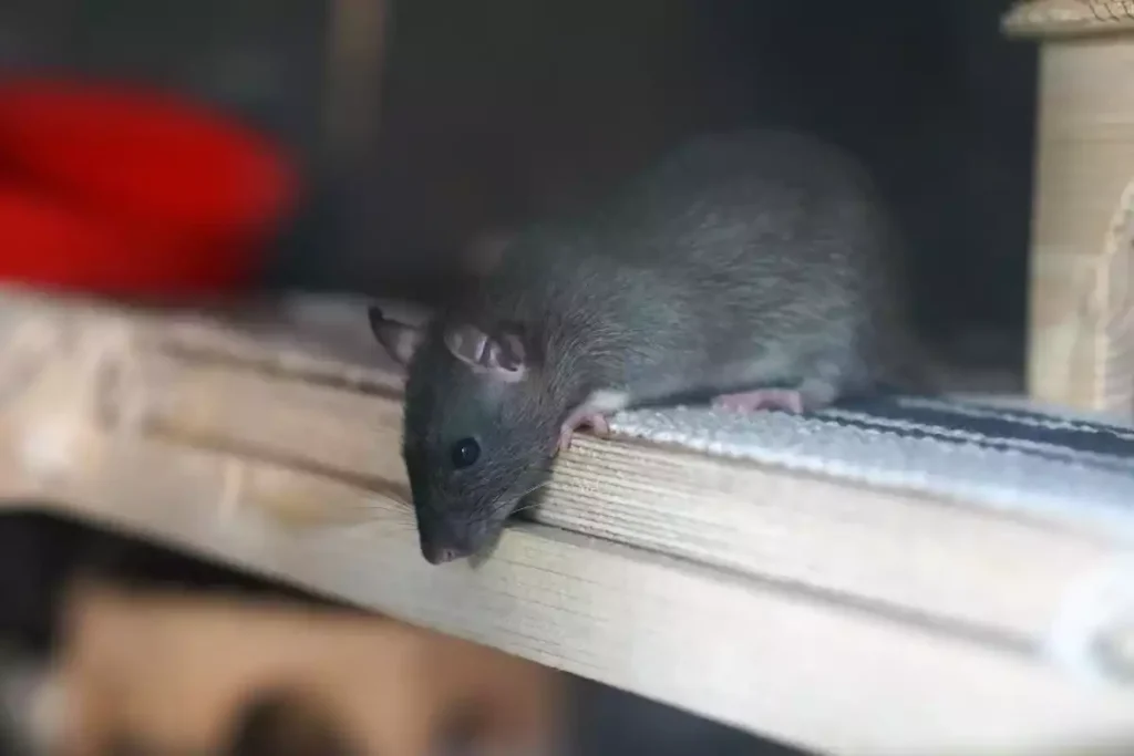 souris dans les combles