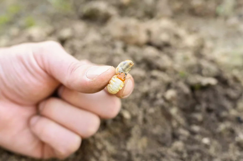 Identifier un gros ver blanc présent dans la terre du jardin