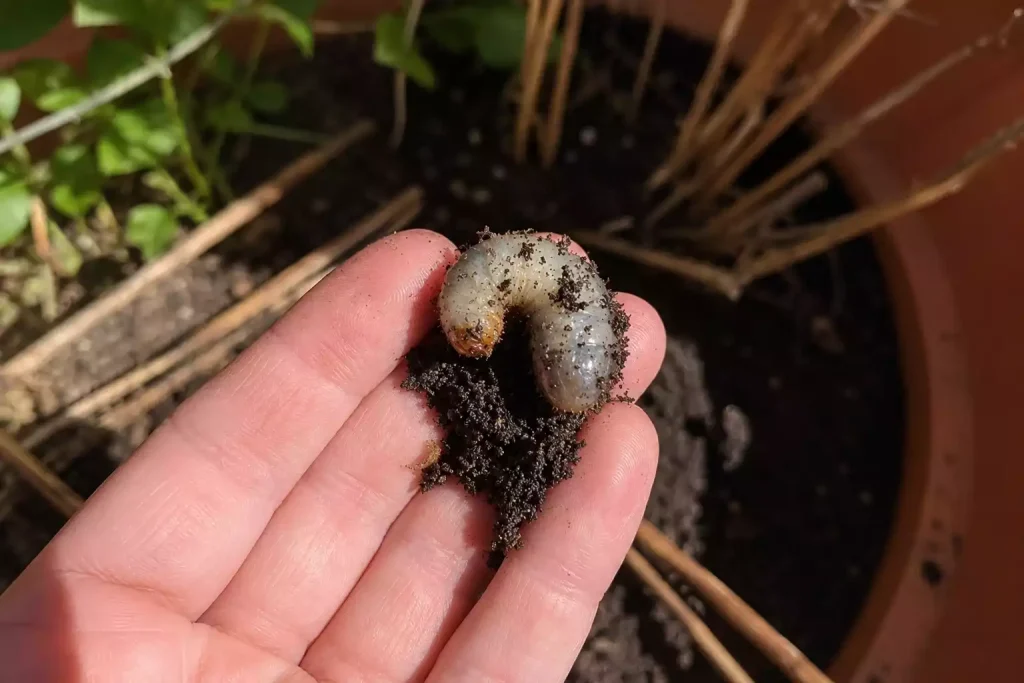 Comment favoriser la vitalité de ses plantes tout en respectant la nature ?