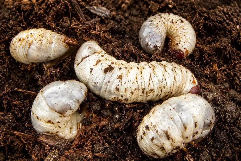 Vers blancs dans les plantes d’intérieur : comment s’en débarrasser naturellement et facilement ?