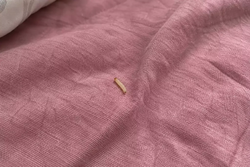 Pourquoi trouve-t-on des petits vers blancs dans le lit ?