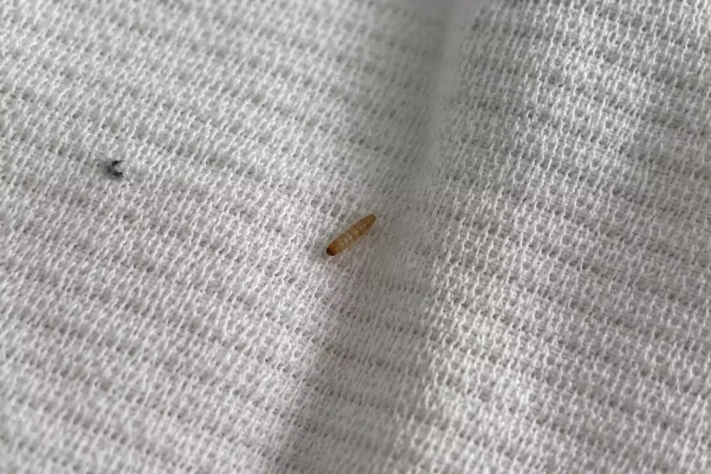 Un petit ver blanc dans le lit peut-il être une punaise de lit ?